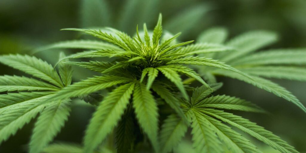 Featured image for What You Should Know About Lab Testing Cannabis for Potency